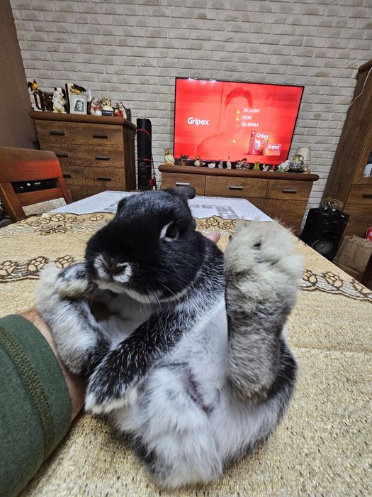 Netherland Dwarf  Króliczek  miniaturka Karzełek