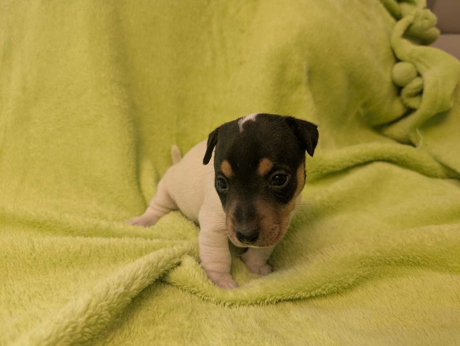Jack Russel Terrier