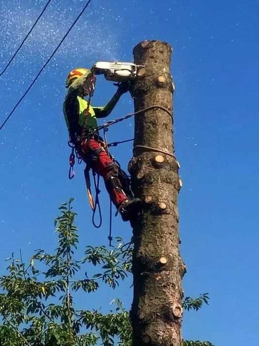 Pielęgnacja, przycinka, wycinka drzew -  metodą alpinistyczną