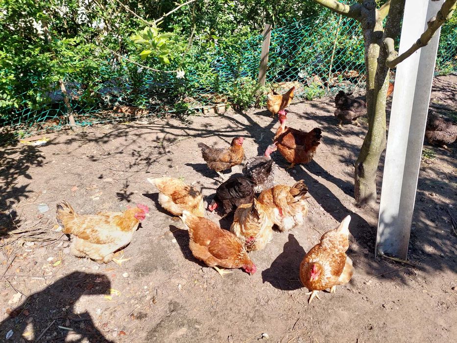 Ovos de galinhas criadas ao ar livre