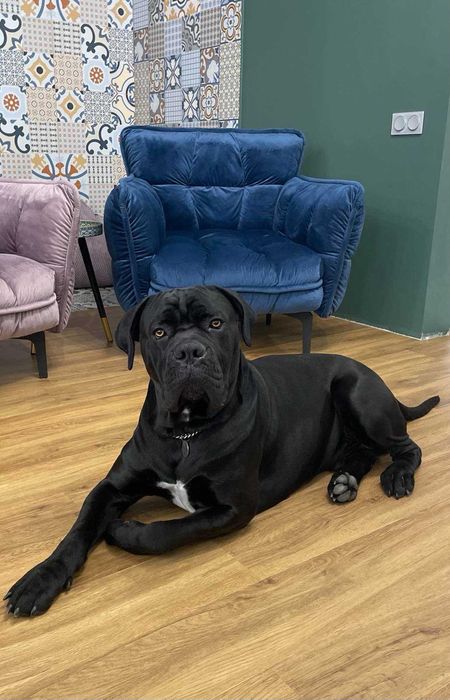 Кобель Итальянский Кане-корсо (Cane Corso) для вязки