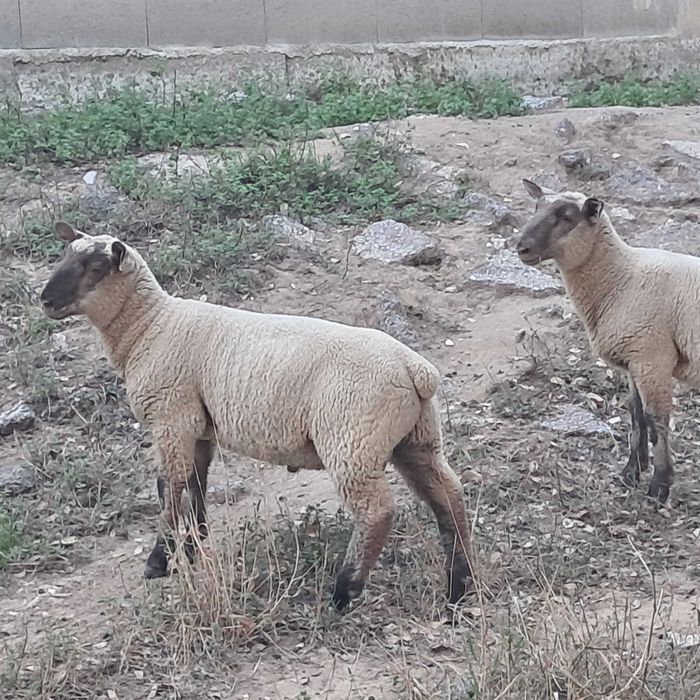 Vendo. Borregos