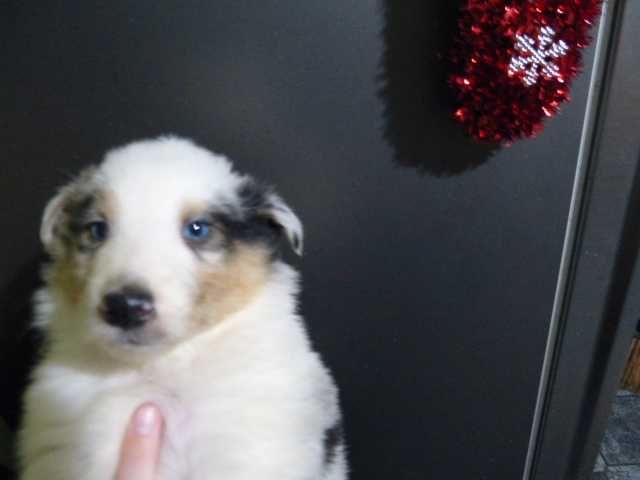 owczarek szkocki coli