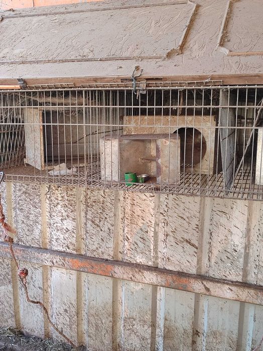 Gaiolas de criação de coelhos