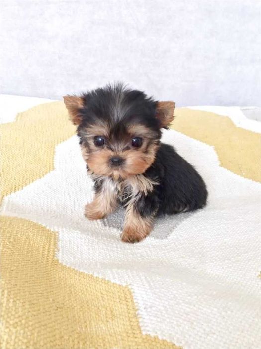 Продаж цуценят йорка