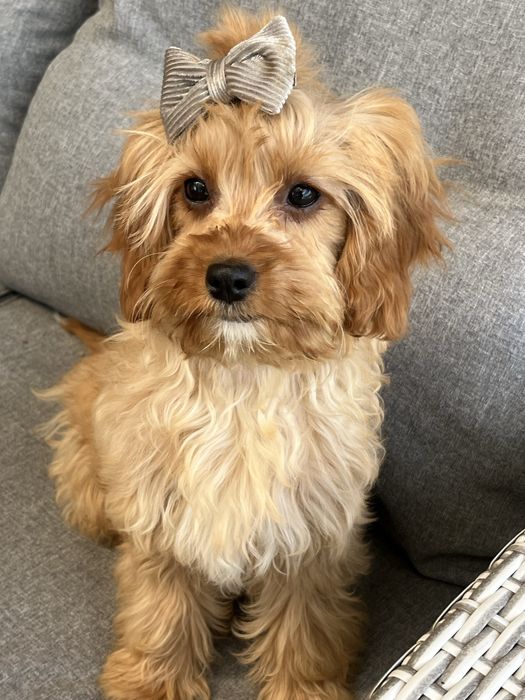 Cudowna suczka cavapoo gotowa do odbioru