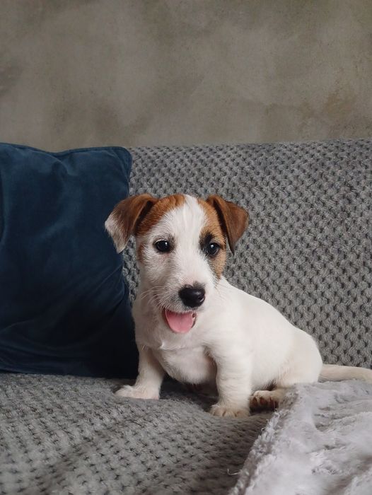 Jack russell terrier