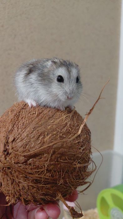 Хом'як джунгарик