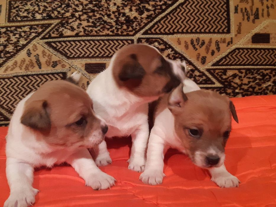 Джек Рассель  неповторний друг