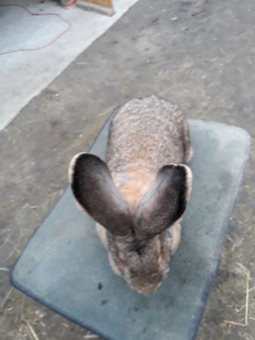 Króliki olbrzym belgijski