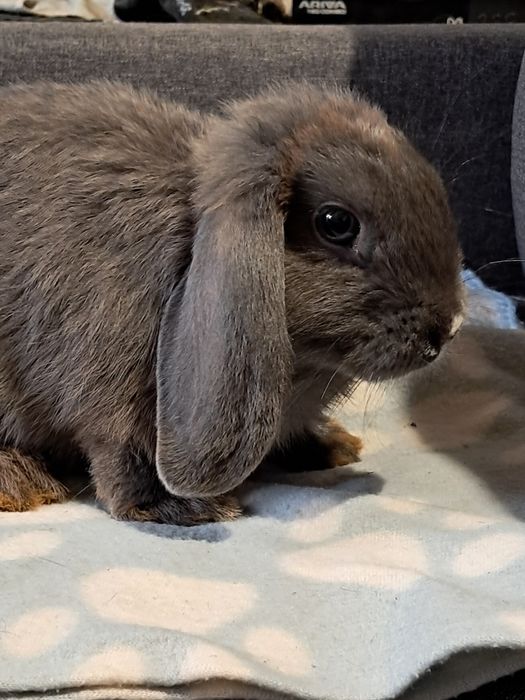 Niebieskie baranki mini lop