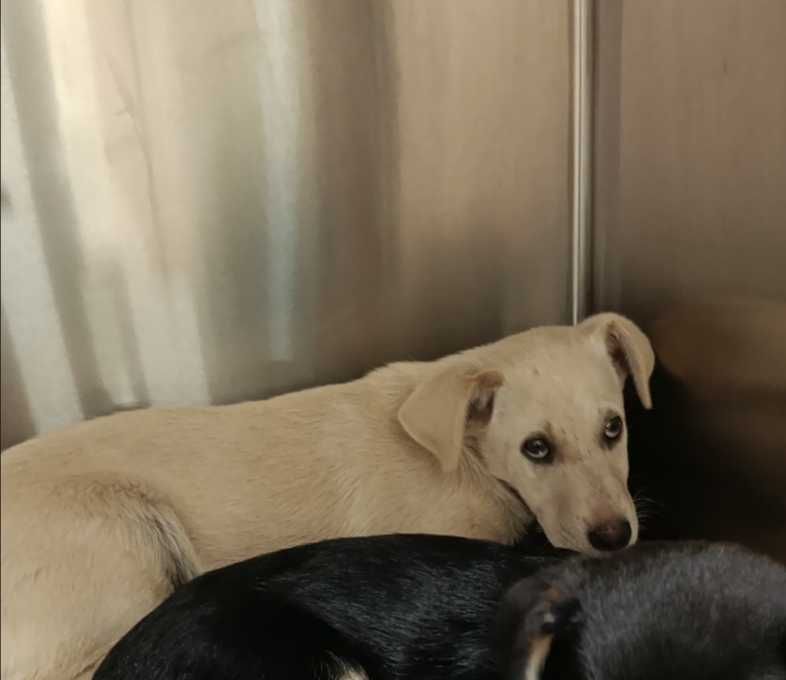 Cão para adoção responsavel