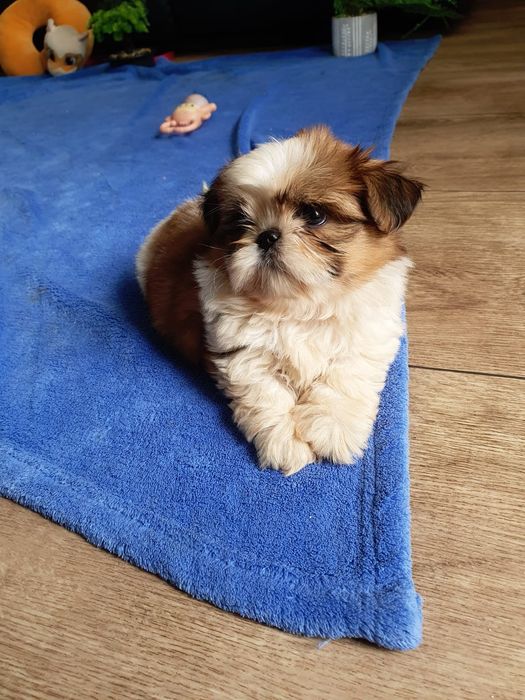 Shih tzu /Urocza  mini sunia
