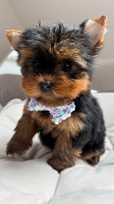 Miniaturka Suczka Yorkshire Terrier z Rodowodem 1,5kg
