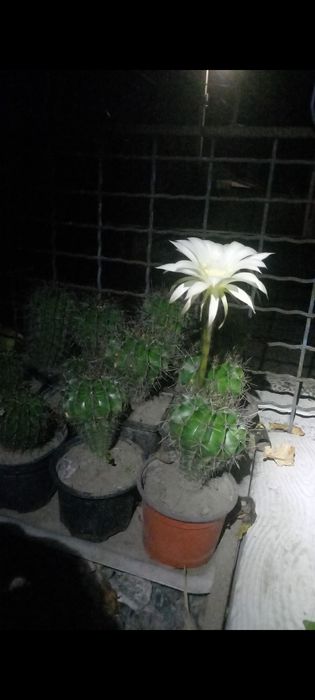 Кактуси безкоштовно.
Дякую за увагу мого оголошення.