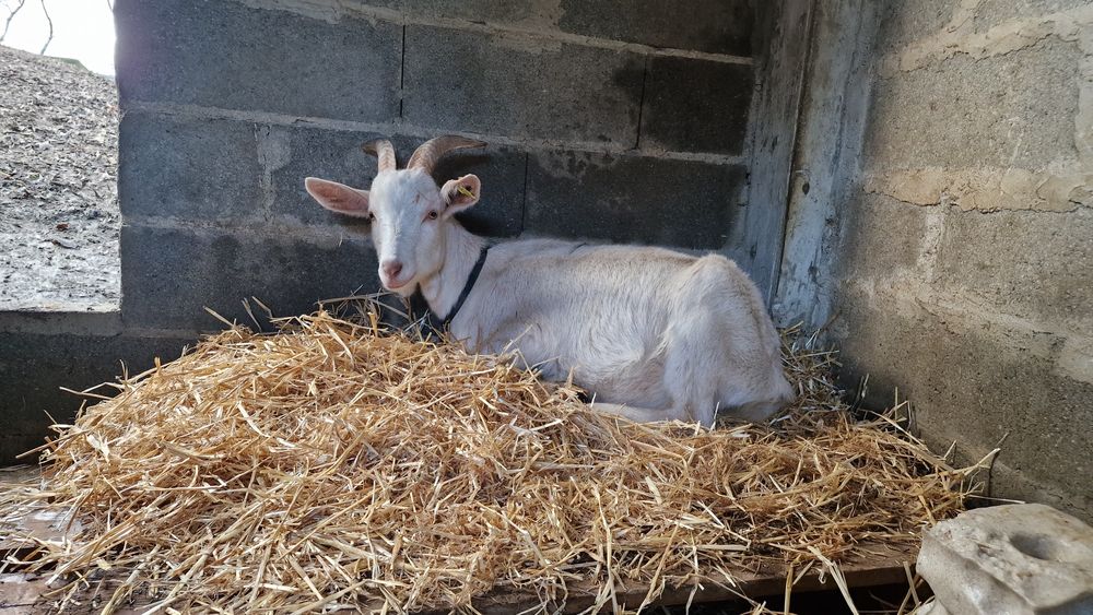 Cabras / Caprinos Saanen ( 2 Fêmeas)