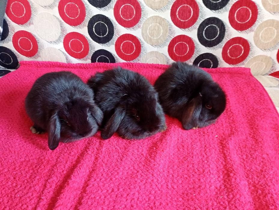 Króliki rasy mini lop