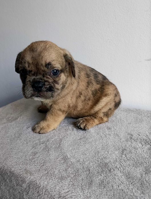 Bulldog francês Merle macho