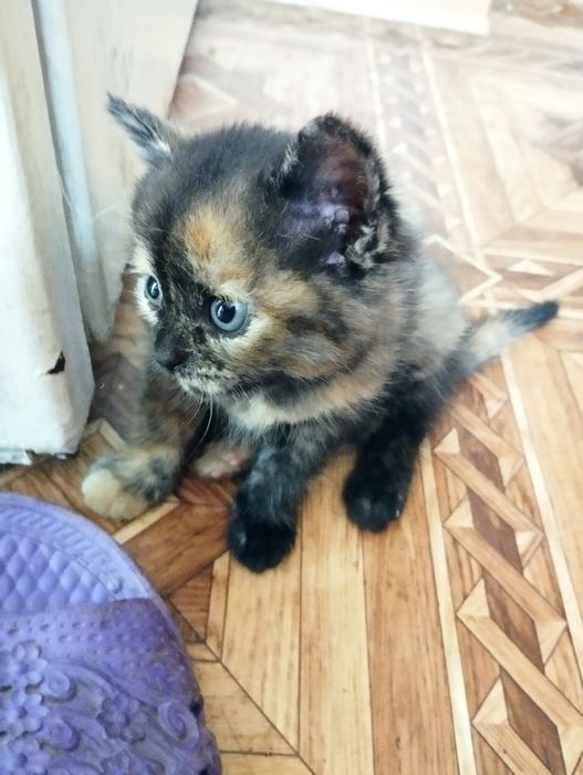 Домашні улюбленці