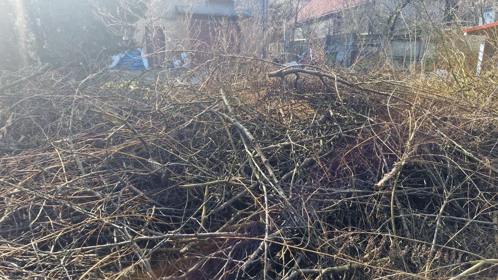 Gałęzie owocowe jabłoń śliwka.