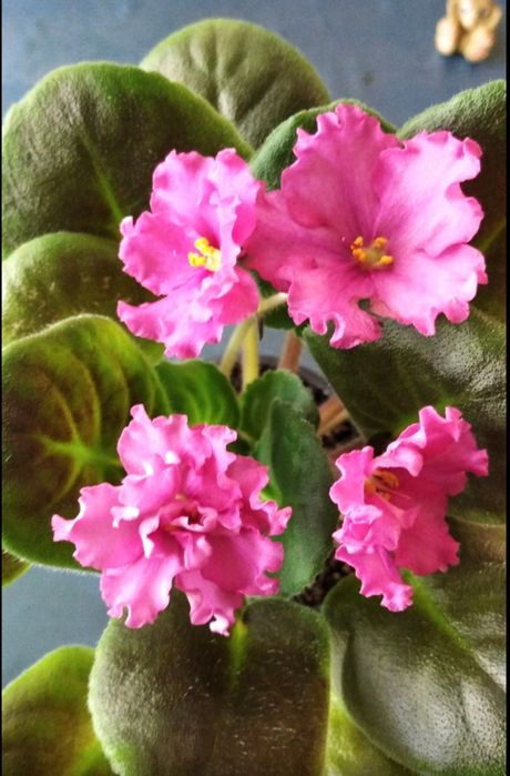 Фіалки квіти фіалка