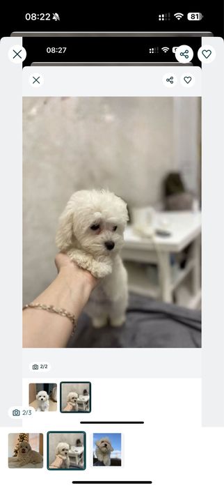 +ласкаві .мальтіпу .той-пудель+Болонка(можна ВиводитиНа двір)