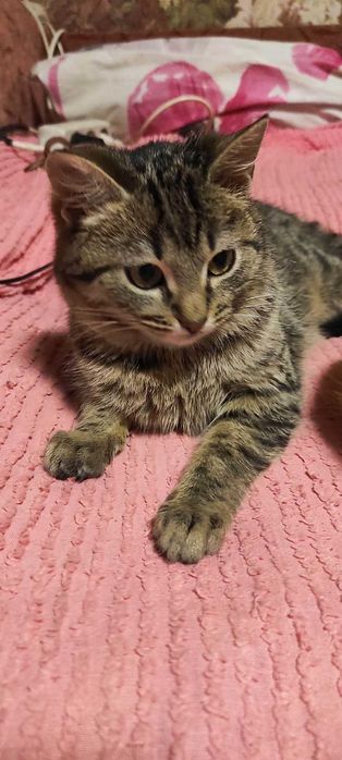 Кошенята в добрі руки