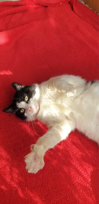 Edek - kocurek do adopcji!