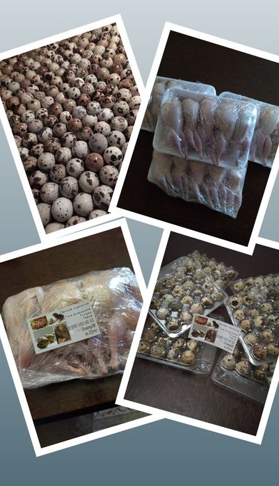 Перепілки домашні