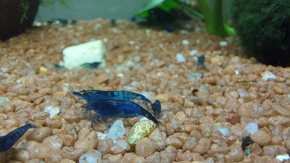 Krewetki blue velvet -10szt.