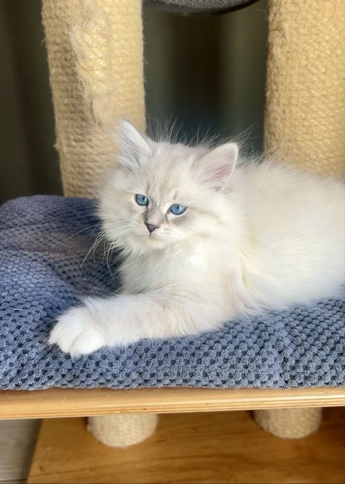 po Championach Kocurek  Igor  Neva Masquerade /WCF