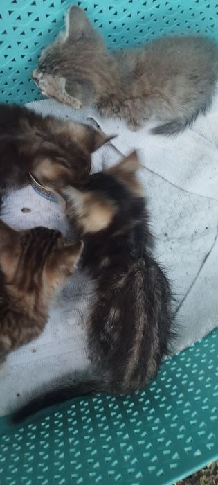 Gato para adoção