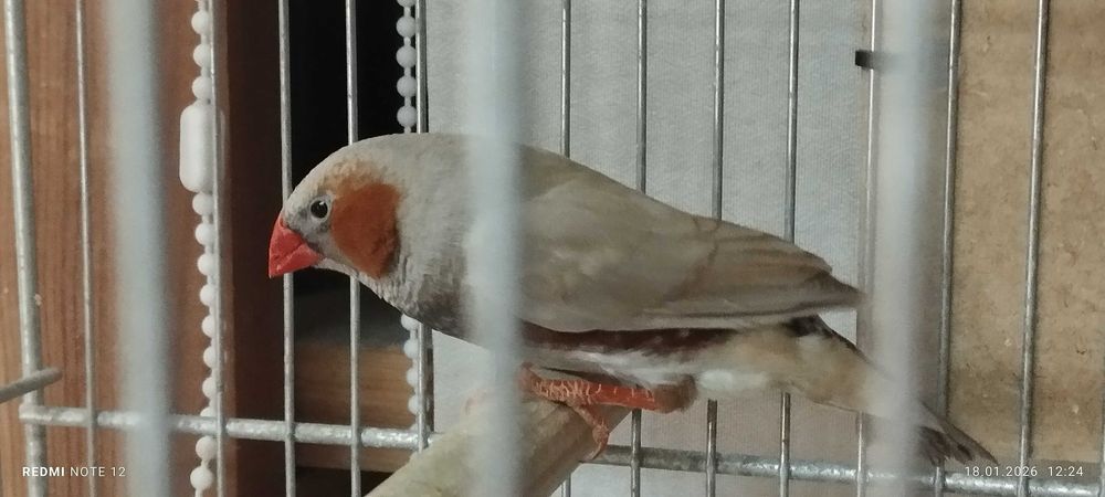 Zeberki pary - rudolice