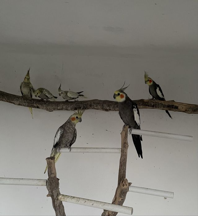 Casais de Caturras