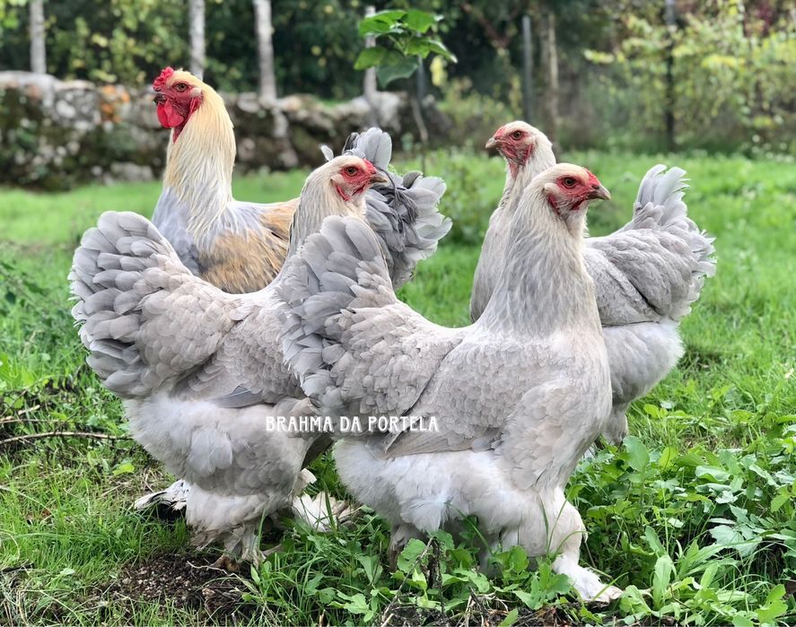 BRAHMA ISABELLA ( OVOS )