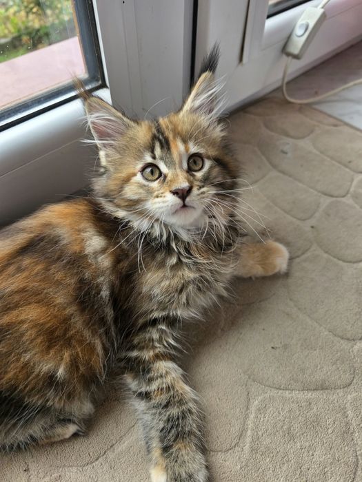 Kotka Maine Coon z rodowodem FPL