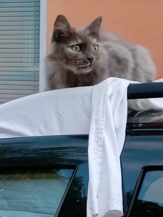 Пропала кошка в районе Троицкой