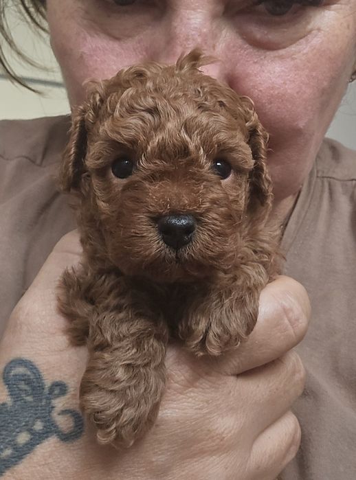 Pudel toy red brown sunia