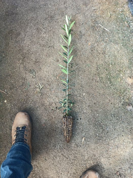 Oliveira galega vulgar micropropagação