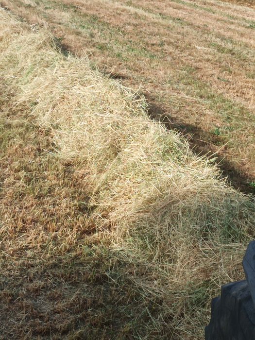 Feno, palha, silagem para venda