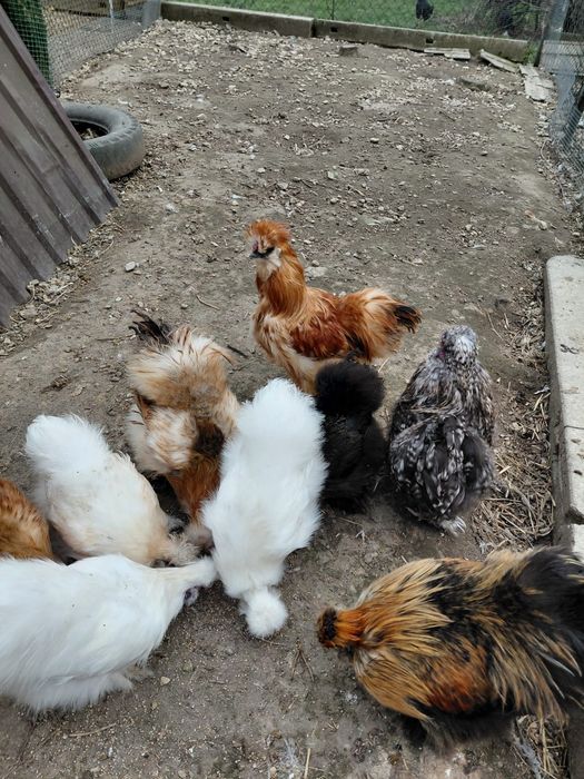 Sprzedam Koguty Silki albo parkę