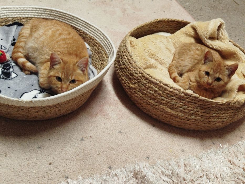 Nachos i Cheetos do adopcji