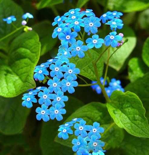 БРУННЕРА СИБИРСКАЯ (Brunnera sibirica)