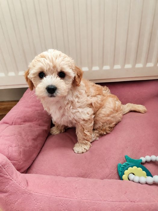 Szczeniaki Maltipoo
