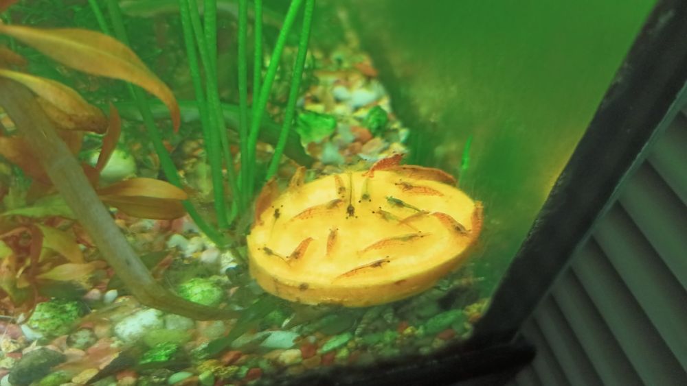 Lindos Camarões Neocaridina promoção