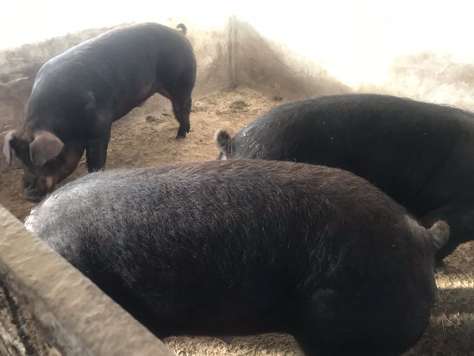 Продаються племінні поросята