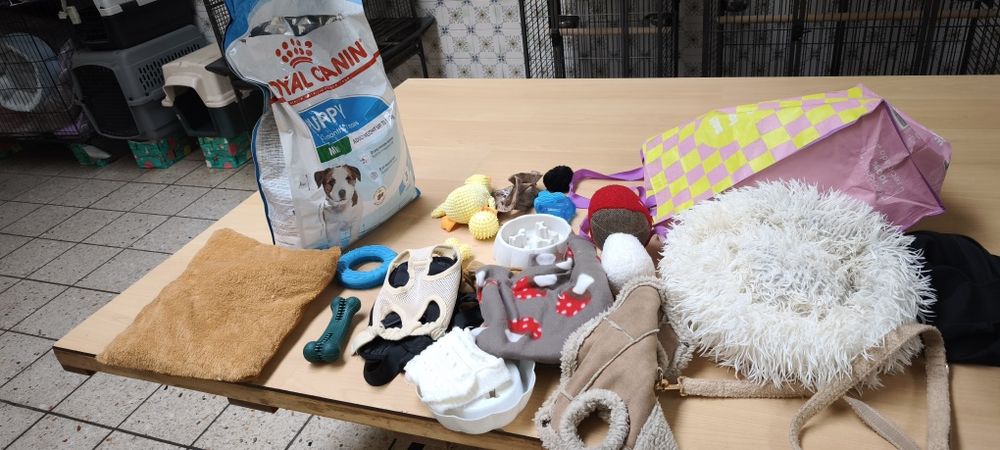 Pinscher pincher chocolate miniatura criado em ambiente familiar dispo