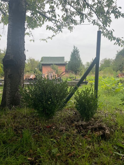 Bukszpan do przesady 5 sztuk