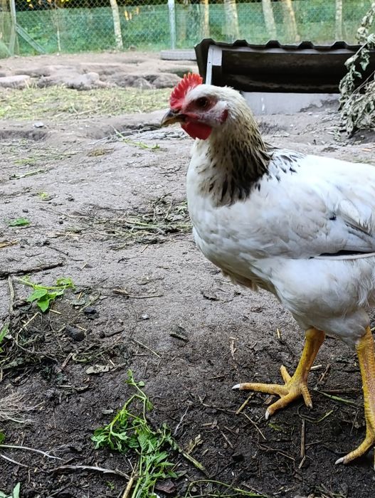 Kogut koguty młode do dalszej hodowli