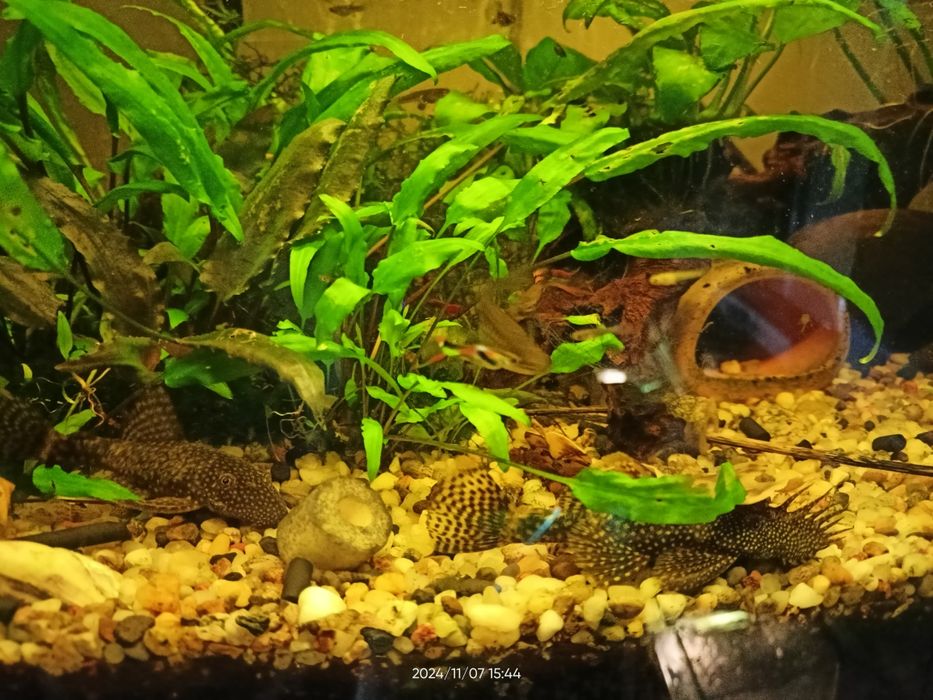 Ryby akwariowe glonojad Zbrojnik niebieski